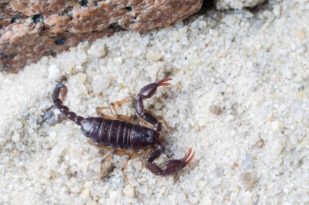 istock Scorpion creeps on the sand close up 1139674503