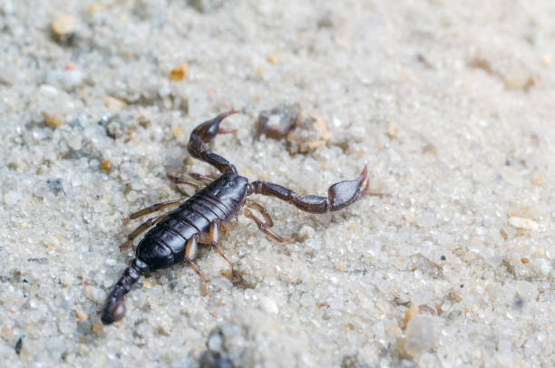 istock Scorpion creeps on the sand close up 1139674506