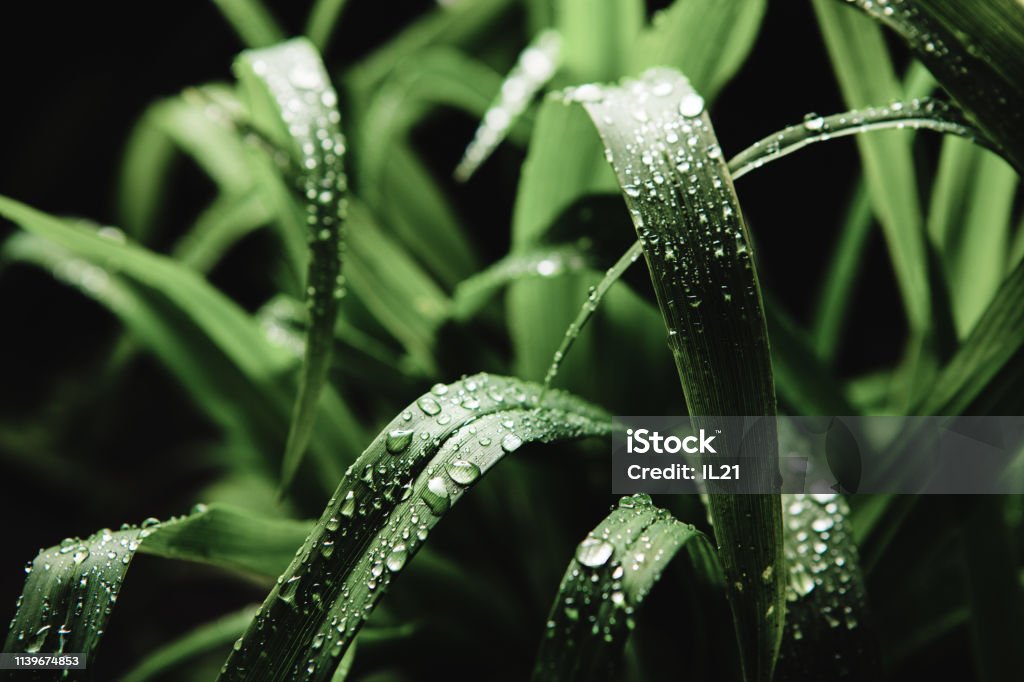 Close up image of cymbopogon nardus on black background, after rain. Close up image of cymbopogon nardus on black background, after rain. Juicy grass in water drops. Backgrounds Stock Photo