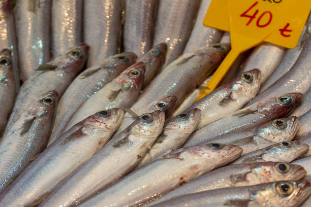 Fish anchovy background on ice in fishermen market store shop. Seafood european pile of anchovy pattern on ice. Black sea anchovies are placed in family Engraulidae. Heap of small little fish for sale fondo de anchoa de pescado en hielo en tienda de tiendas de mercado de pescadores. la pila europea de mariscos de patrón de anchoa en hielo. las anchoas de mar negro se colocan en la familia engraulidae. montón de pequeños pececitos en venta