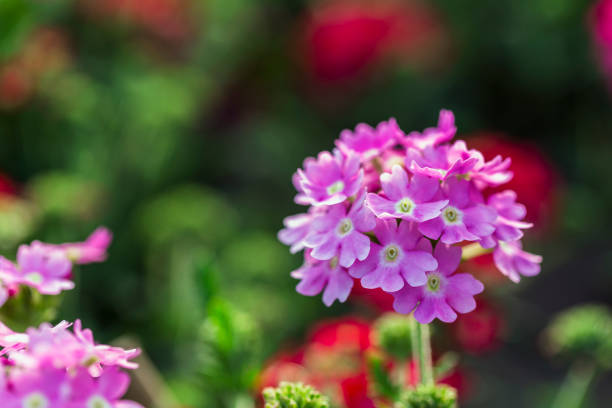 fully bloom seasonal flowers in field