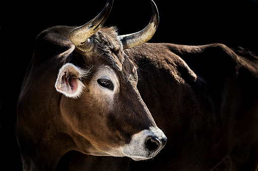 Close-up of dairy cow in the front of dark, almost black backgroung (Brown Swiss Cattle, also known as Braunvieh)