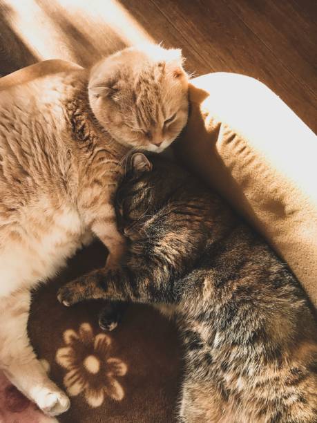 istock the cat and the kitten are sleeping 1139677927