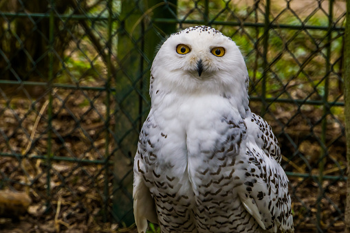 closeup of a white snowy owl, Beautiful arctic bird, Vulnerable animal specie from Eurasia