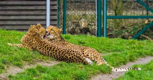 Photo of two cheetahs cleaning each other by licking their fur, typical animal behavior, Vulnerable animal specie from Africa, intimate couple