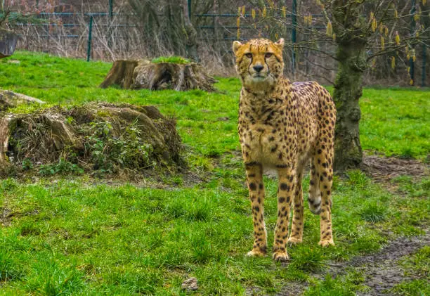 Photo of closeup of a cheetah standing in the grass, popular zoo animals, Vulnerable animal specie from Africa