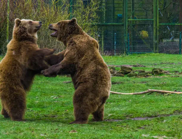 Photo of two funny brown bears playing with each other, common animals in Eurasia