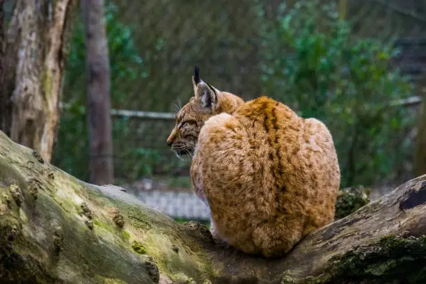 Photo of Eurasian lynx in closeup sitting on a tree branch, Wild cat from Eurasia