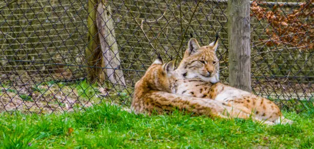 Photo of Eurasian lynx couple laying together in the grass, Wild cats from Eurasia