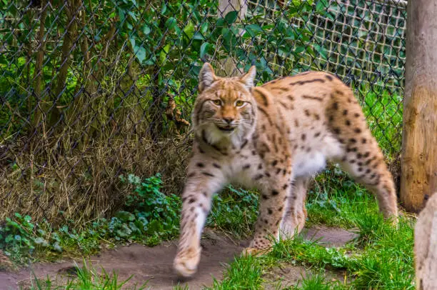 Photo of closeup of a Eurasian lynx walking towards camera, Wild cat from Eurasia