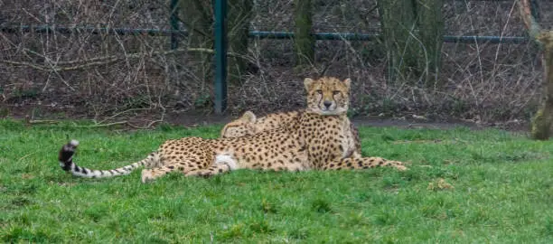 Photo of cheetah laying in the grass and looking towards the camera, popular zoo animal, vulnerable animal specie from Africa