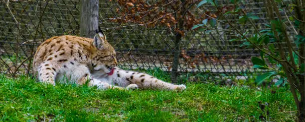 Photo of Eurasian lynx laying in the grass and cleaning its hair fur by licking