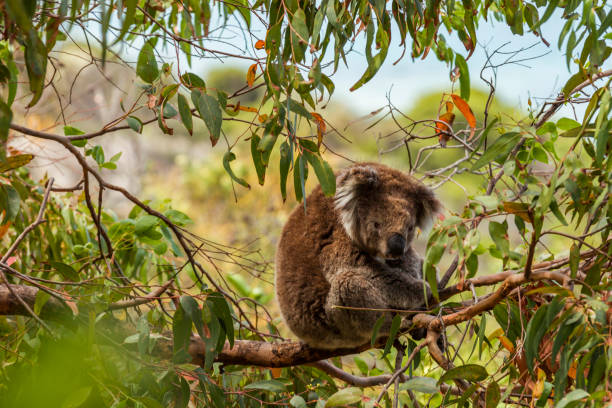 koala seduto in alto a coastal gumtree - koala australia sydney australia animal foto e immagini stock
