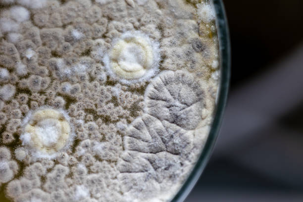 istock Colony characteristic of Actinomyces, Bacteria, yeast and Mold on selective media from soil samples for study in laboratory microbiology. 1139683059