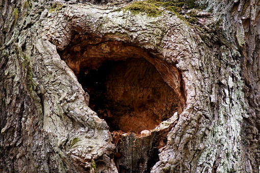 Knothole in the tree