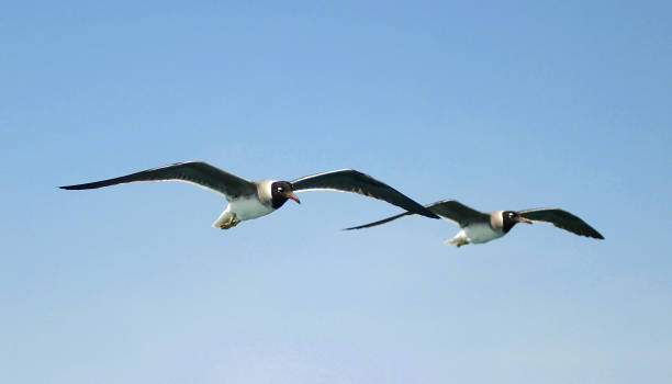 istock Seagulls fly over the Red Sea in Egypt 1139684281