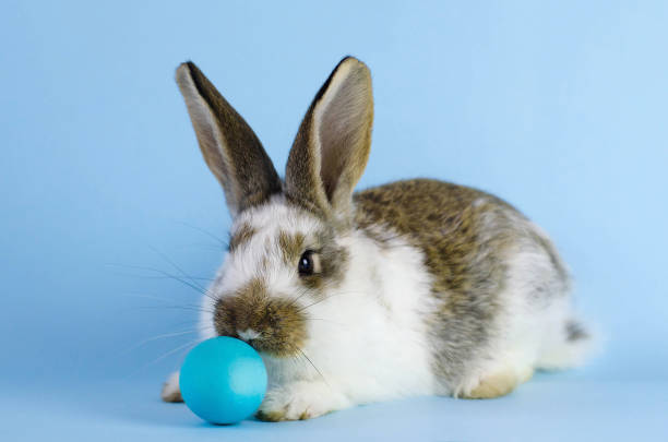 istock Lively little cute rabbit on a blue background. 1139684302