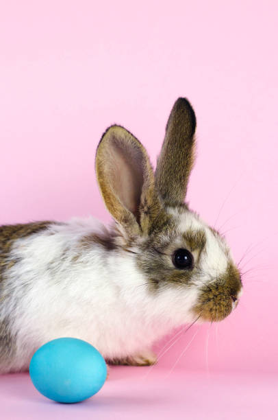 istock Lively little cute rabbit on a pink background. 1139684335