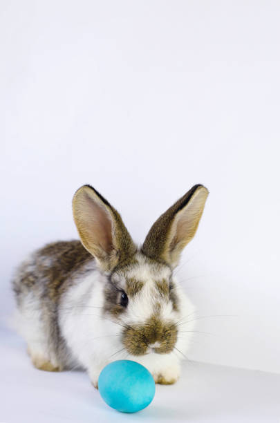 istock Lively little cute rabbit on a white background. 1139684358