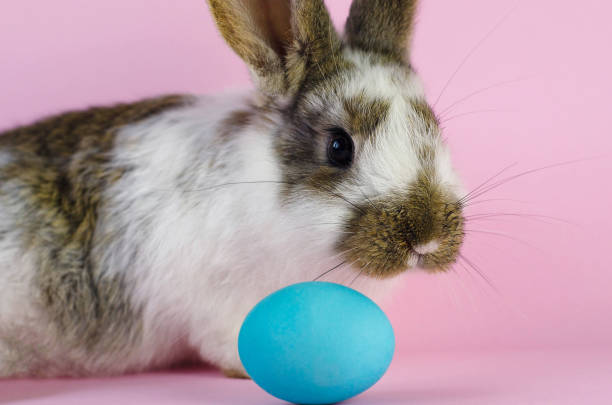 istock Lively little cute rabbit on a pink background. 1139684360