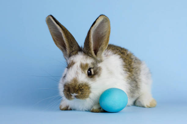 istock Lively little cute rabbit on a blue background. 1139684394
