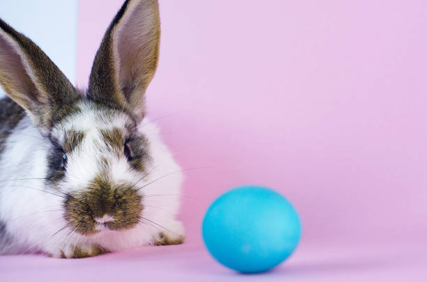 istock Lively little cute rabbit on a pink background. 1139684486