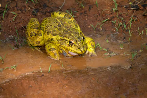 Bull frog, Lithobates catesbeianus or Rana catesbeiana, Ranthambore, Rajasthan, India.