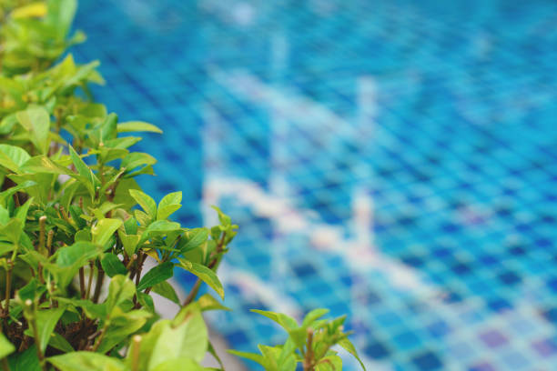 Swimming pool with green plants around it.