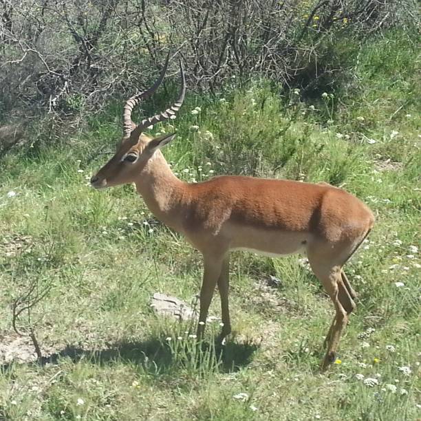 istock An antelope in the bush 1139686911