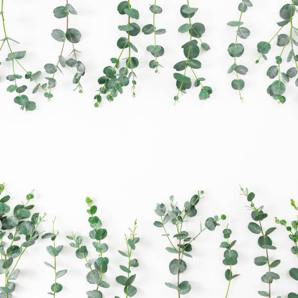 istock Floral frame with eucalyptus branches on white background. Flat lay, top view 1139687280