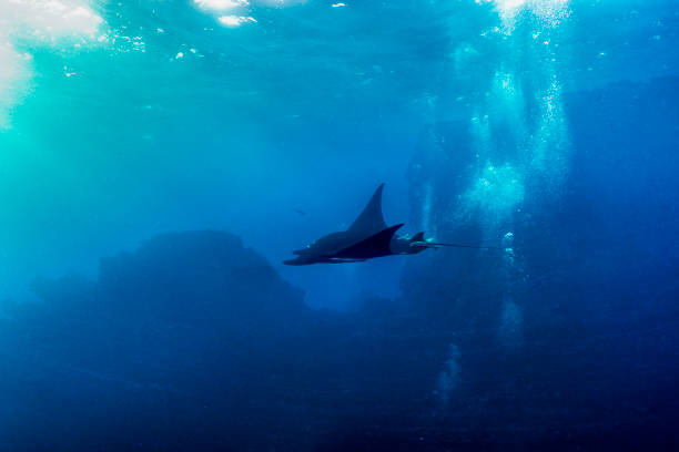 istock A flying manta ray in Socorro Island 1139687314
