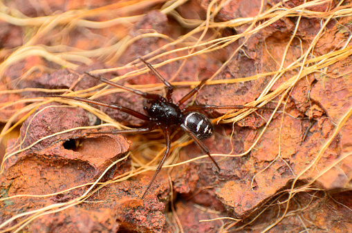 Fake black widow spider, Steatoda sp, Amba, Kolhapur, Maharashtra, India.