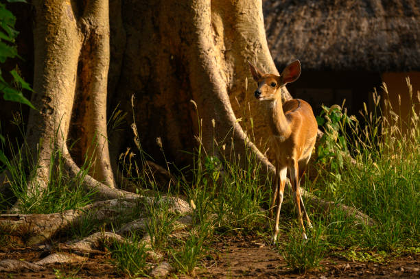 Bushbuck Bushbuck calf standing alert while browsing bushbuck stock pictures, royalty-free photos & images