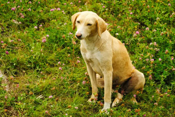 Photo of Combai dog breed on green grass, Manali, Himachal Pradesh, India.
