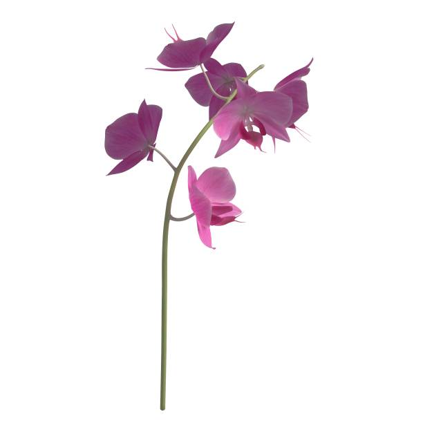 istock Flowers 3d illustration isolated on the white background 1139688784