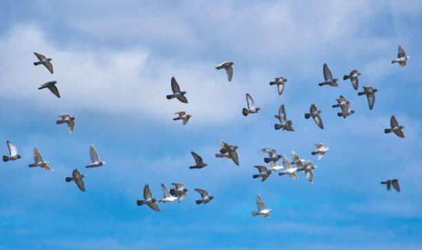 istock A flock of pigeons in flight against a blue sky 1139689021