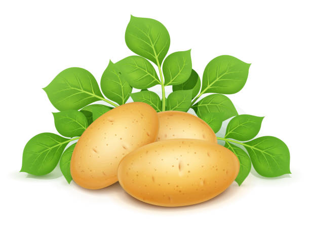 ilustraciones, imágenes clip art, dibujos animados e iconos de stock de trestres patatas con hojas. vegetal útil. ilustración vectorial. - fruit sale for vegitable