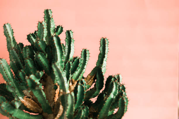 istock Green cactus on orange background natural light 1139693027