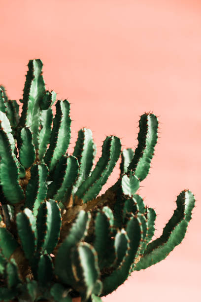 istock Green cactus on orange background natural light 1139693364