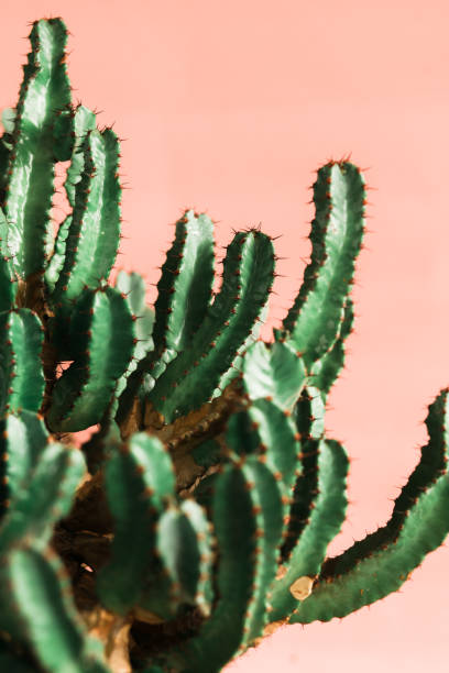 istock Green cactus on orange background natural light 1139693714
