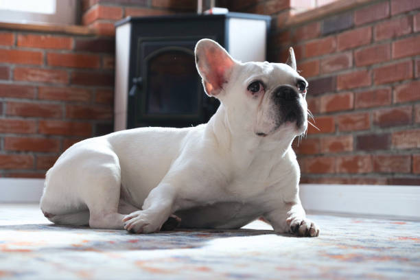 istock Charming white french bulldog lying on the carpet 1139693721