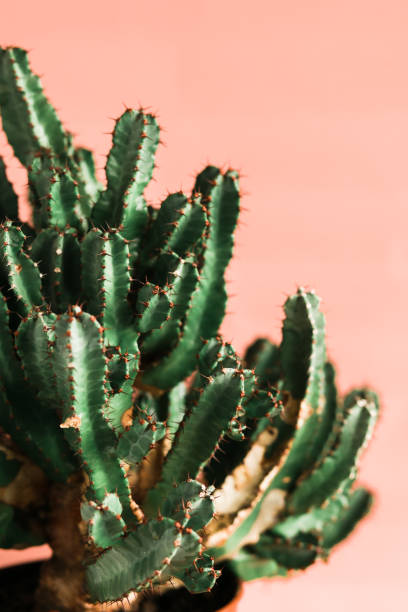 istock Green cactus on orange background natural light 1139694362