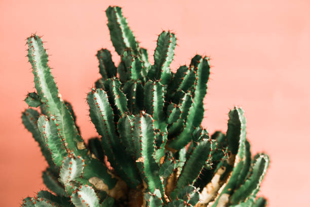 istock Green cactus on orange background natural light 1139694520