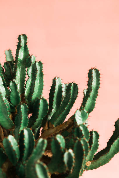 istock Green cactus on orange background natural light 1139694528