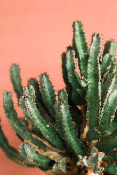 istock Green cactus on orange background natural light 1139694577