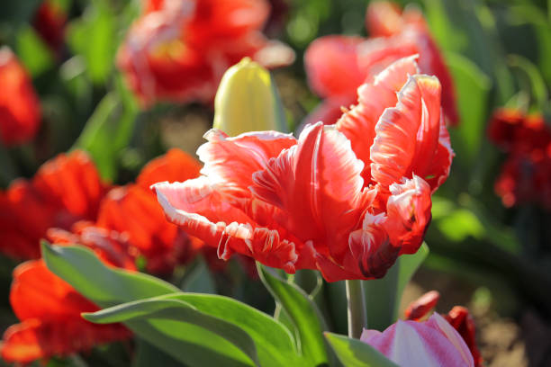 istock Red and white parrot tulip 1139694695