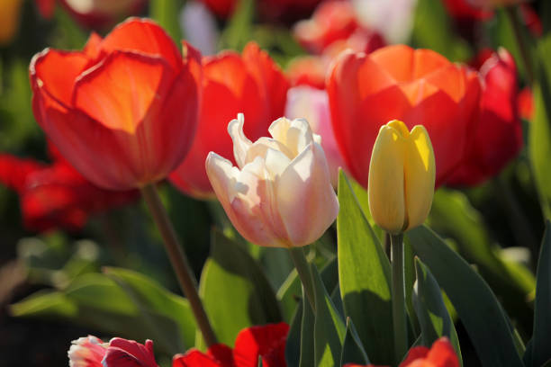 istock Variety of tulips 1139694697