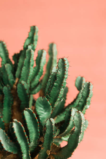 istock Green cactus on orange background natural light 1139694867