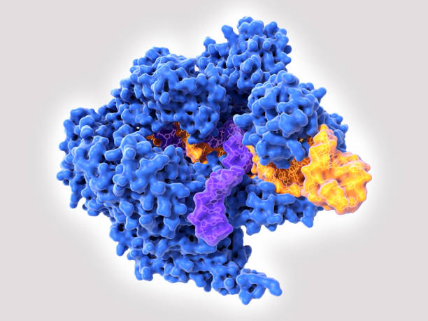 CRISPR-Cas9: The Cas9 enzyme in complex with RNA (yellow) and single stranded DNA (violet) Cas9 uses CRISPR sequences to recognize and cleave specific strands of DNA. It is used as a specific and easy way to edit genes. Source: PDB entry 5b2r crispr photos stock pictures, royalty-free photos & images