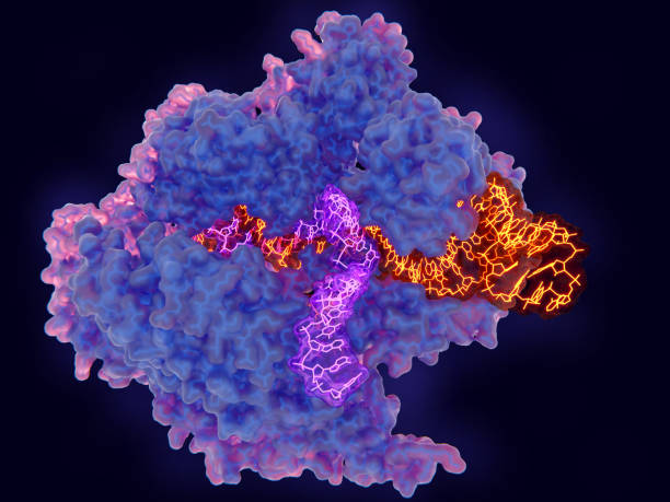 CRISPR-Cas9: The Cas9 enzyme in complex with RNA (yellow) and single stranded DNA (violet) Cas9 uses CRISPR sequences to recognize and cleave specific strands of DNA. It is used as a specific and easy way to edit genes. Source: PDB entry 5b2r crispr photos stock pictures, royalty-free photos & images
